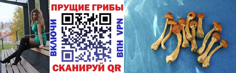 Псилоцибиновые грибы Psilocybe  где купить   Великий Новгород 